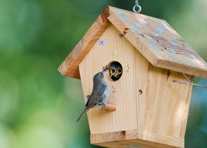 8 Best Wood For Birdhouse May 2022 Nest Box Materials - What Is The Best Color To Paint A Birdhouse Attract Birds