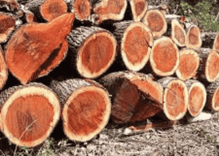 Sandal wood