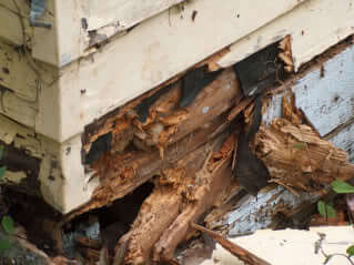 Will Bleach Stop Wood Rot