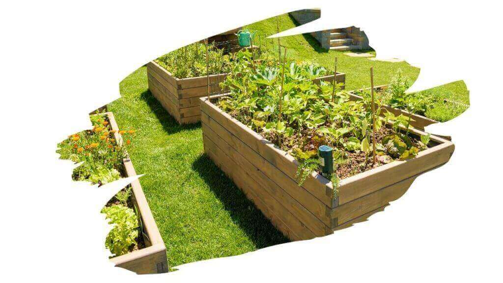 Is Wood Stain Safe for Vegetable Garden