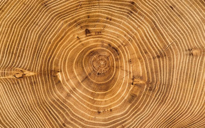 Acacia wood with unpredictable grain structure 