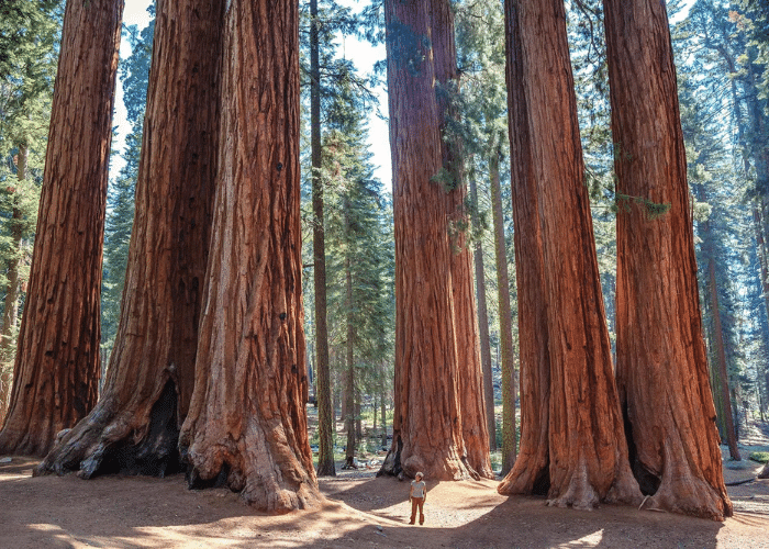 what is a redwood?