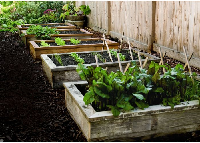 Raised Garden Beds