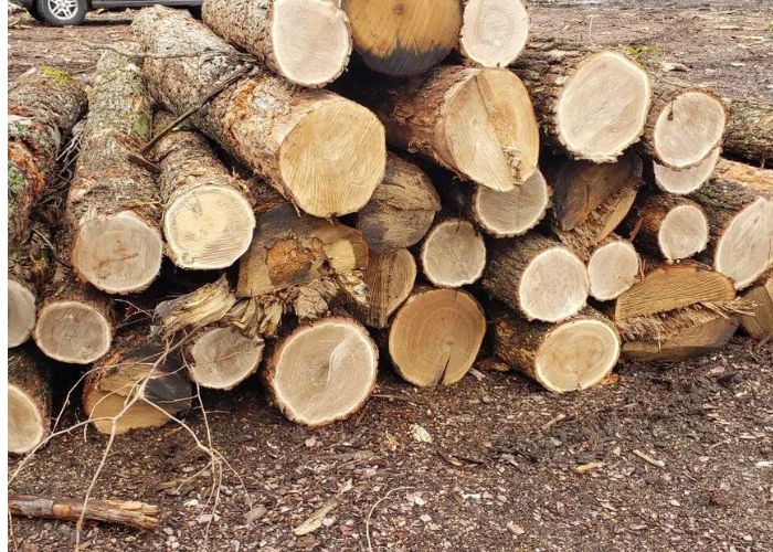 Bur Oak wood