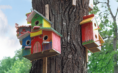 Best Wood for Birdhouse