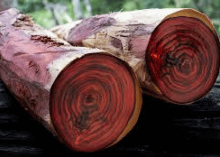 Rosewood